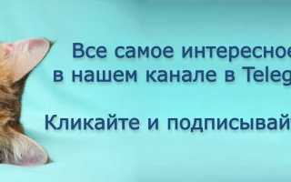 Китайские кошки: разновидности и нюансы содержания. Китайские породы кошек.